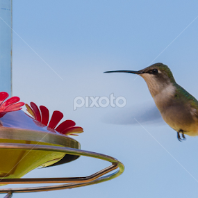 Hummingbird by Beth Mears - Animals Birds