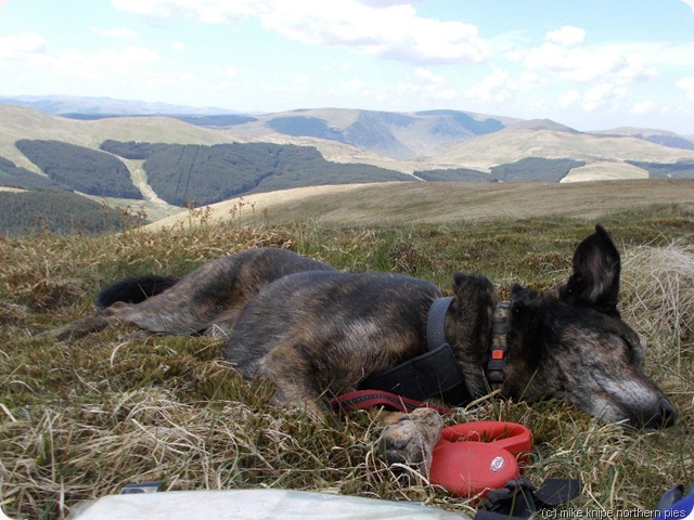 superedawg conks out on ettrick pen