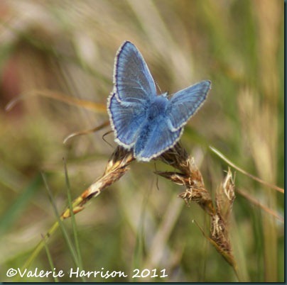 16-common-blue-butterfly