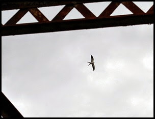 00g - Hiking - Swallow Tailed Kite