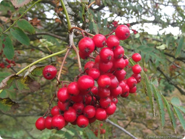 rowan berries - it's autumn, see?