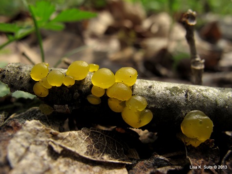 yellow jelly discs