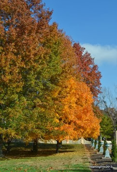 Fall Foliage