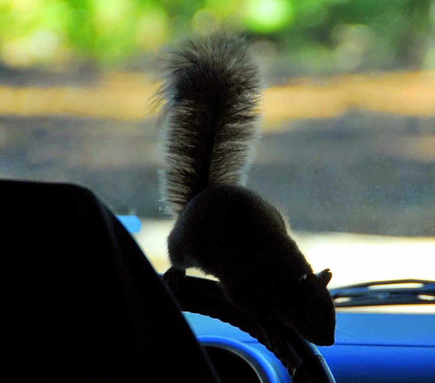 [Squirrel-Driver3.jpg]