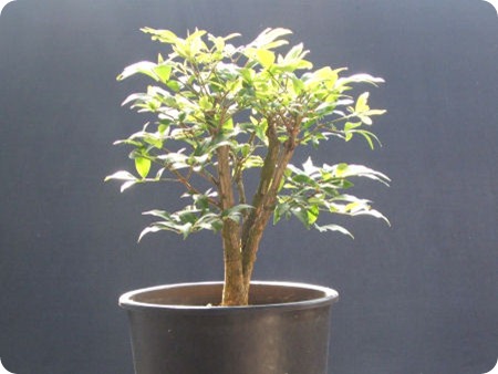 euonymous bonsai 200608 002 (2)