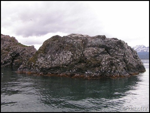 Gull-Island