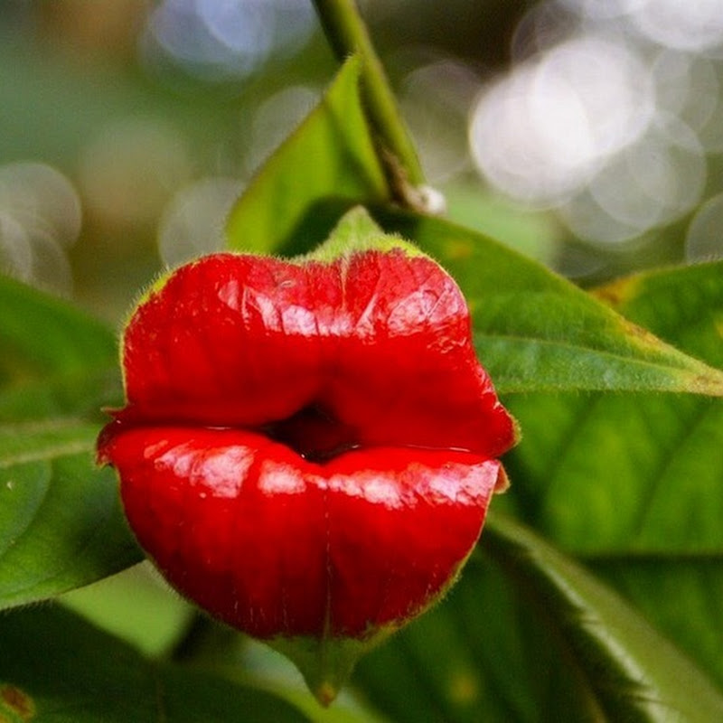 Bunga yang mirip bibir manusia.