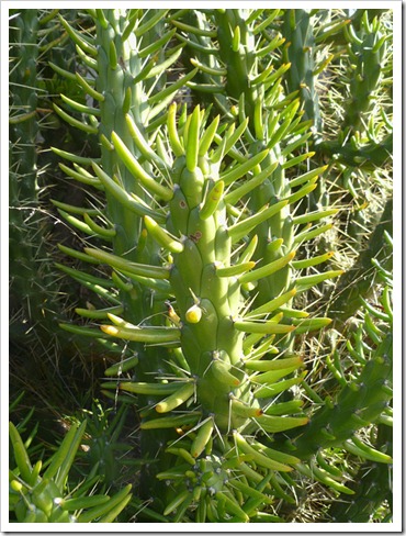 120208_CactusJungle_Austrocylindropuntia-subulata