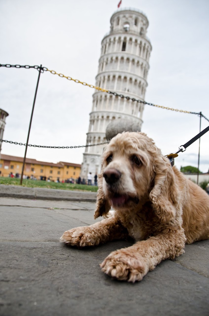 Chewy At The Leaning Tower Of Pisa The Road Forks Travel And