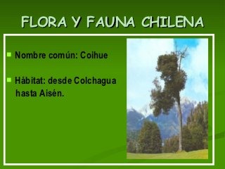 flora y fauna chilena (26)