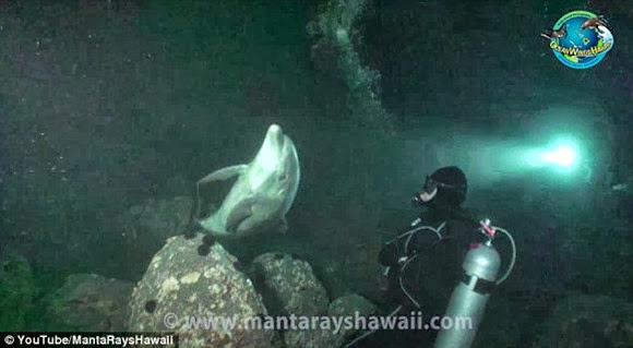 The diver said that the way the dolphin approached him, 'there was no question this dolphin was there for help'
