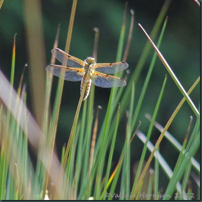 59-Four-spotted-chaser