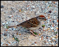 01d - birds - chirping sparrow