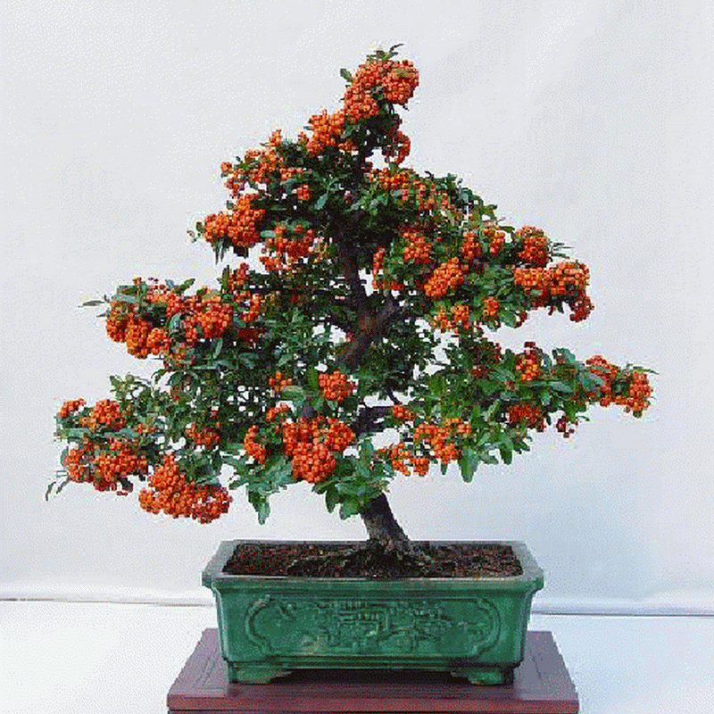 Pattern Recognition in Judging Bonsai.