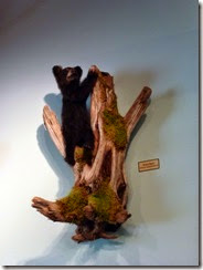 Bear cub display inside VC