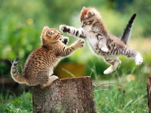 [fighting-kittens%255B3%255D.jpg]