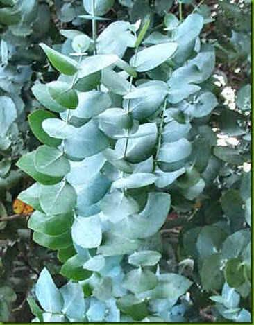 Eucalyptus cinerea 1