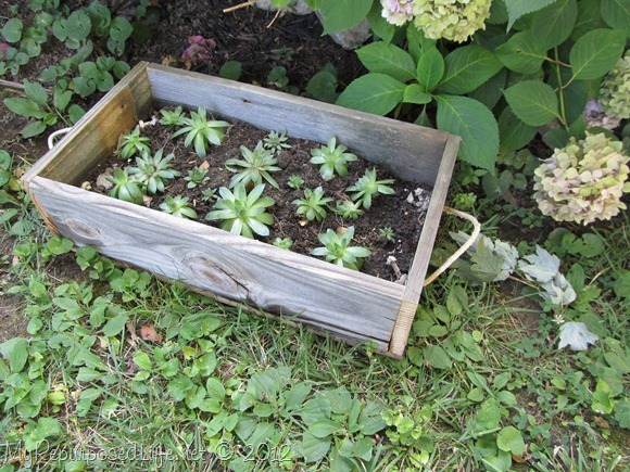 reclaimed fence planter (hens & chicks) 