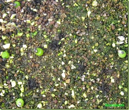 Ariocarpus furfuraceus Matehuala - SLP-2011-02-11_00016IMG_5634