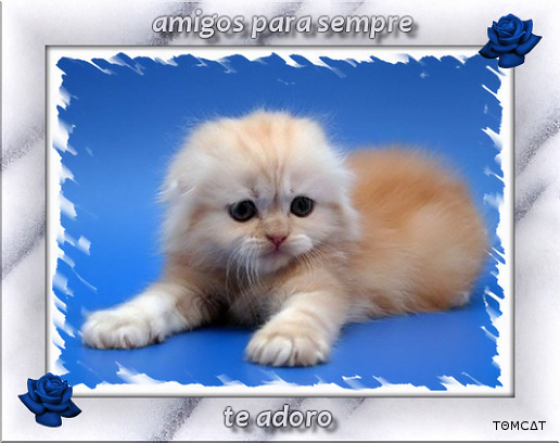 gato_05.jpg