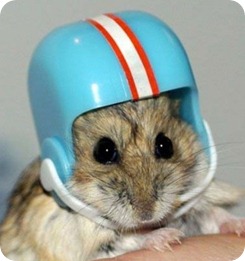 casco hamster