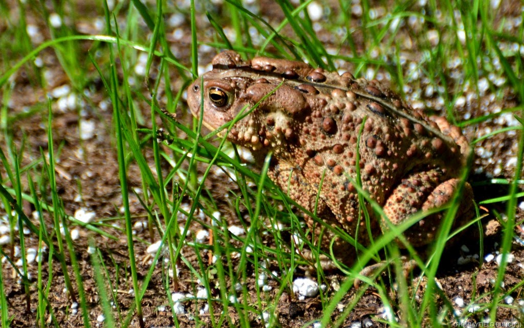 [DSC_0008%255B8%255D.jpg]