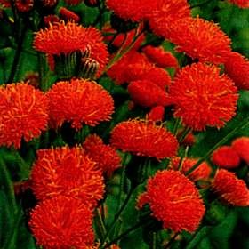 [Emilia-coccinea2.jpg]