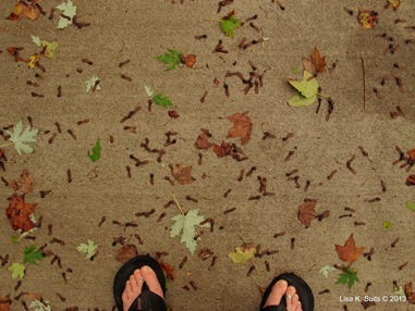 maple seed and toes