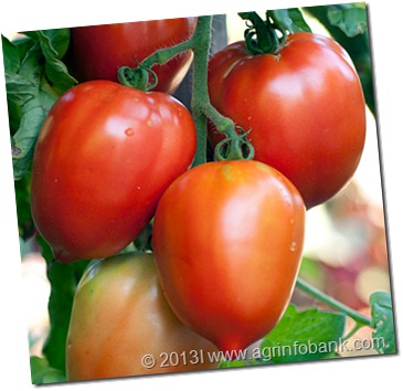 Seed-Tomato