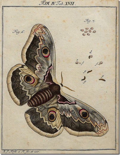 Classis II Papilionum Noctornum (Bomcyx gini) V.1