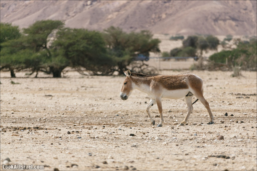 LookAtIsrael.com - Заповедник библейских животных Хай Бар | Hai Bar reserve | חי בר