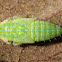 Privet Leafhopper