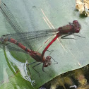 Large Red Damselfly