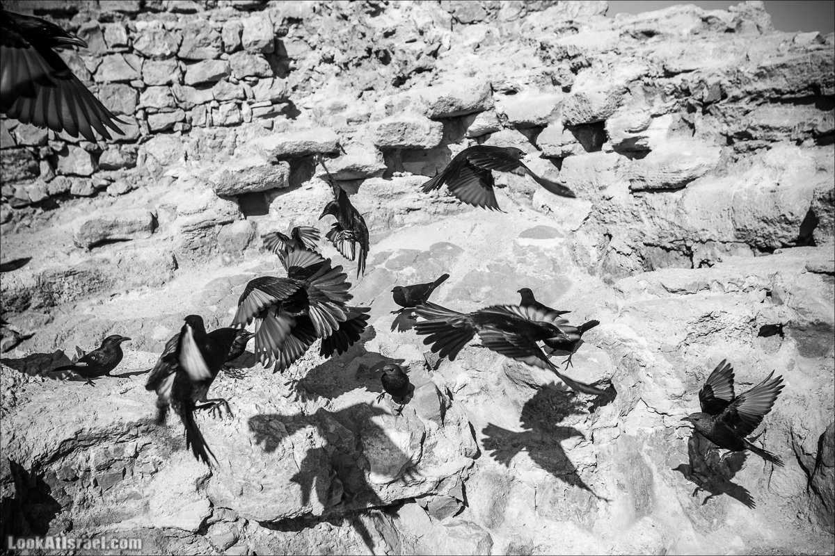 LookAtIsrael.com - Танцующие птицы в крепости Массада | Dancing birds in Massada