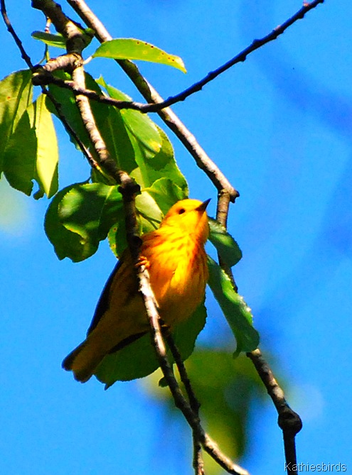 14. yellow warbler-kab