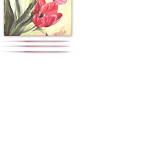 pi_tulipes02.jpg
