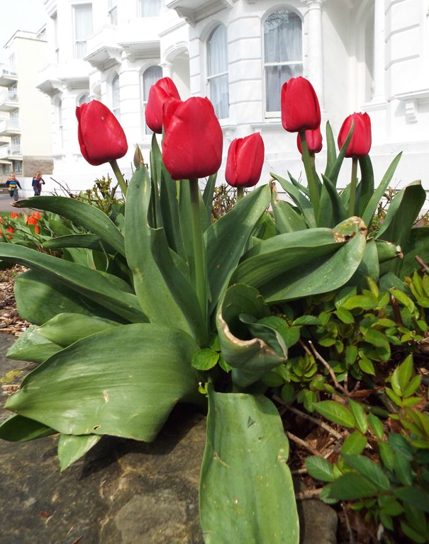 [red-tulips3.jpg]