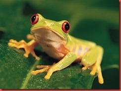 endangered frog species