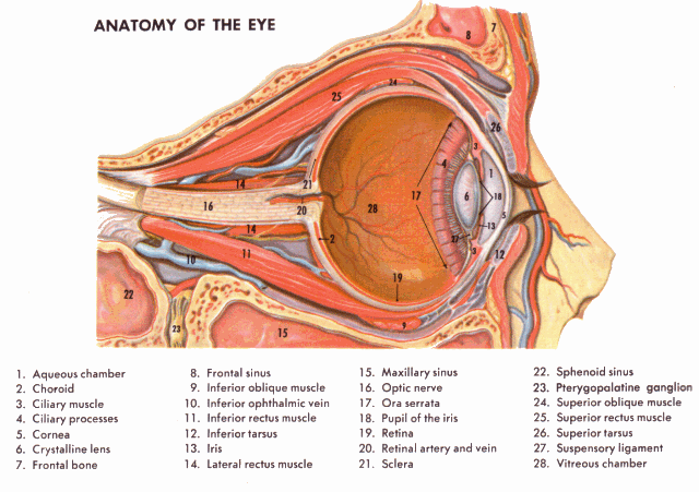 [anatomy-of-the-eye%255B7%255D.gif]
