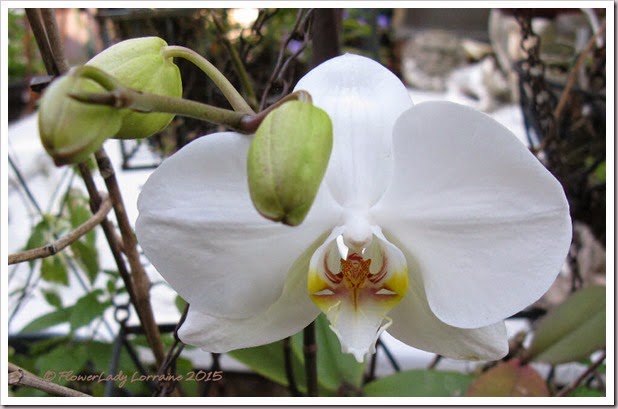 02-03-nancis-orchid