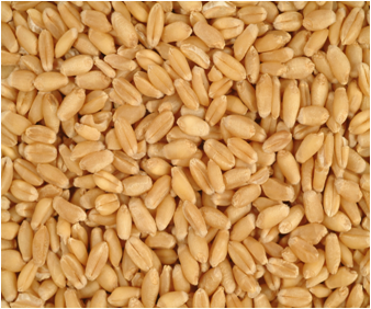 Rabi crop- Wheat