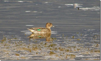 Female Green Wing Teal