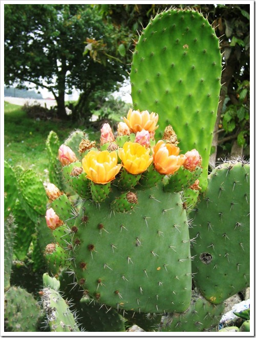A cactus bloom with blooms