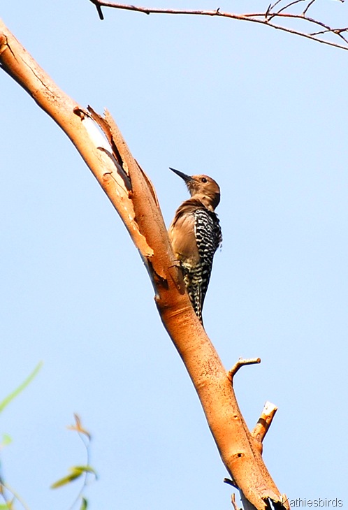 4. gila woodpecker-kab
