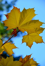 the back yard maple