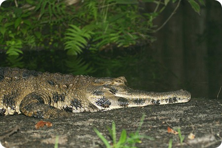 Crocodylus novaeguineae9