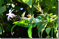 Melati (Jasminum laurifolium)