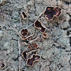 rusty cup lichen