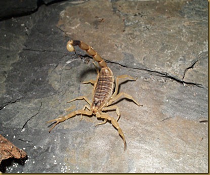 Escorpion del norte de africa