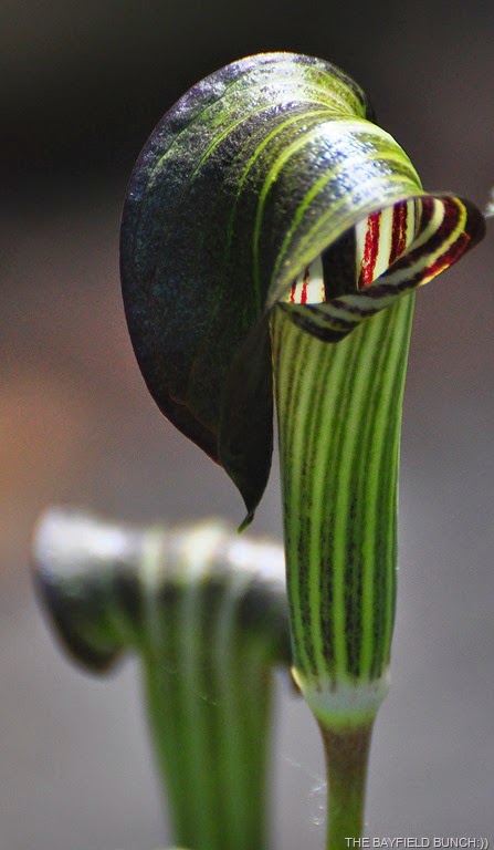 [DSC_0053%255B7%255D.jpg]